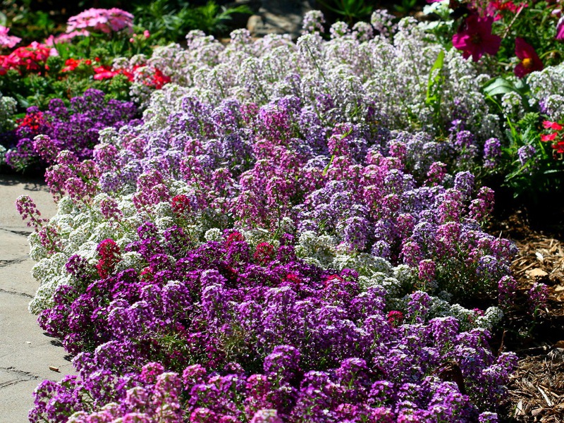 Penanaman Lobularia