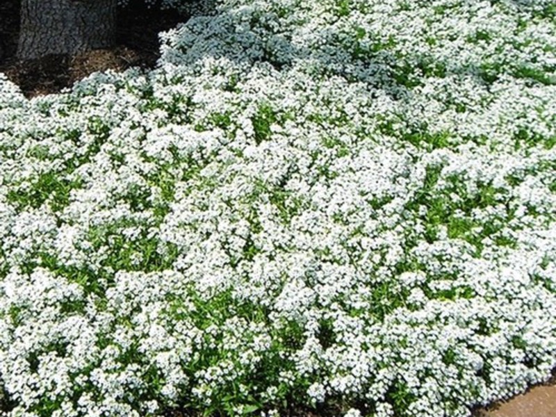 Varieti Lobularia