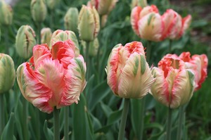 Ak menanam bunga tulip di kebun