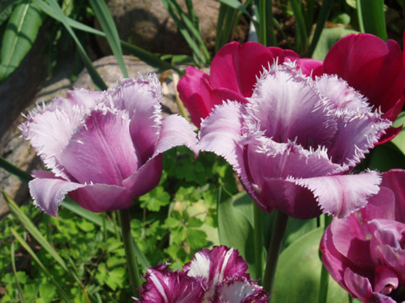 Bunga tulip di kebun