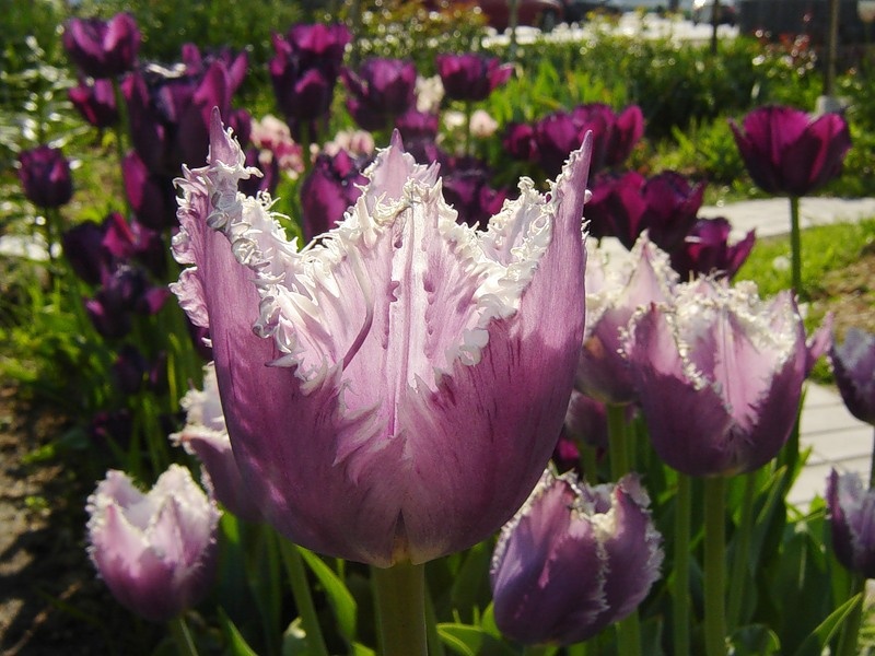 Tempat yang rata dan terang sesuai untuk menanam bunga tulip.