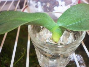 Orkid Phalaenopsis tumbuh dalam segelas air