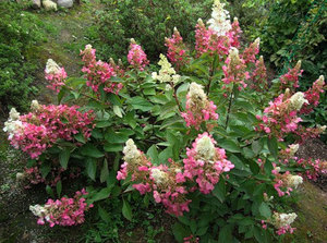 Pinky Winky hydrangea adalah sejenis bunga yang indah.