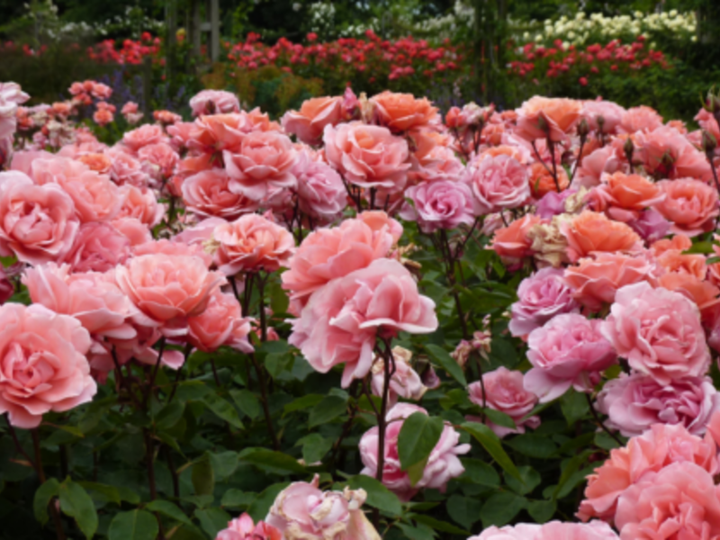 Mawar peony mekar ditunjukkan dalam foto.