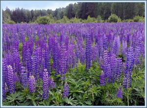 Lupin tumbuh liar di ladang