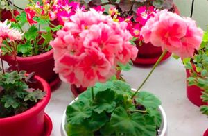 Geranium di rumah