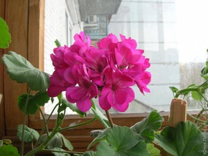 Cara pemindahan geranium