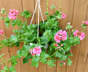 Nama kedua geranium