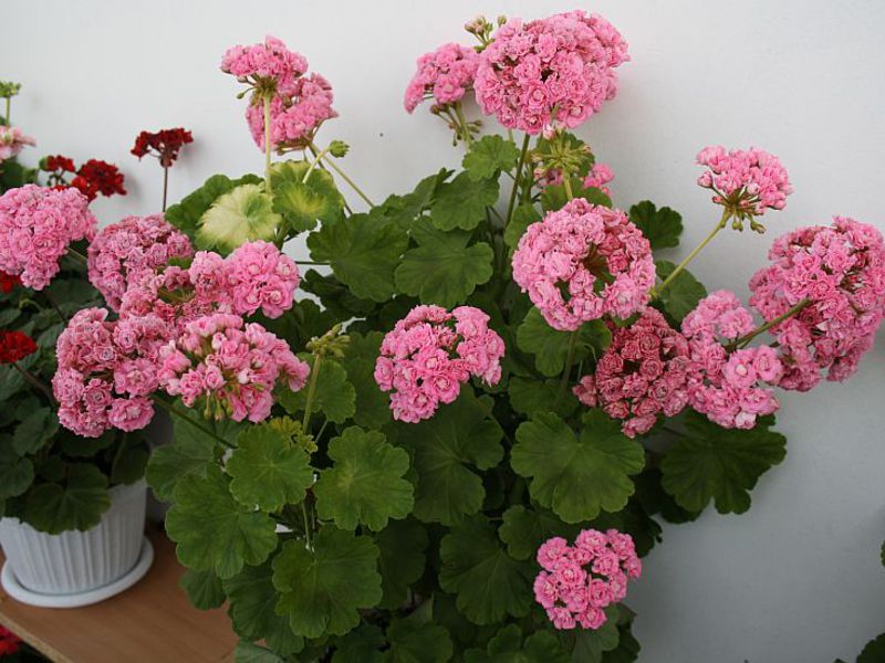 Pemindahan geranium