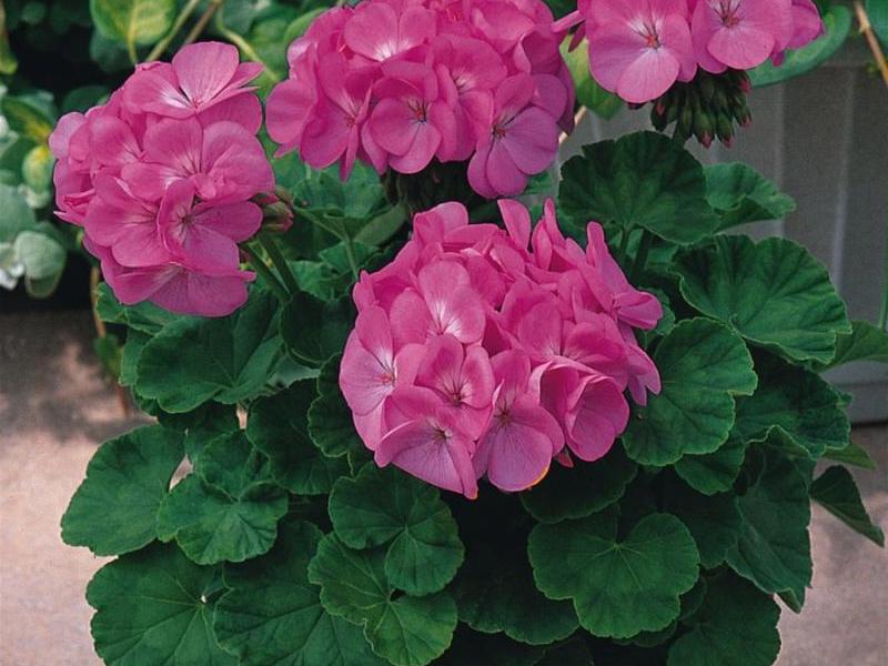 Pelbagai geranium aromatik