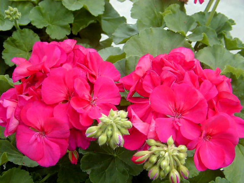 Geranium yang mekar