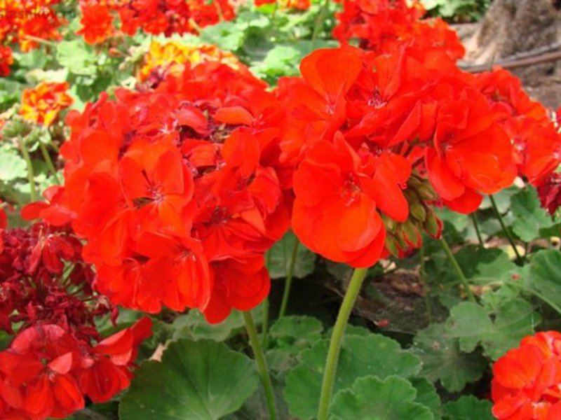 Cara menjaga geranium