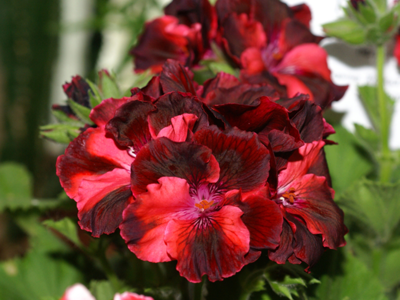 Penyebaran geranium