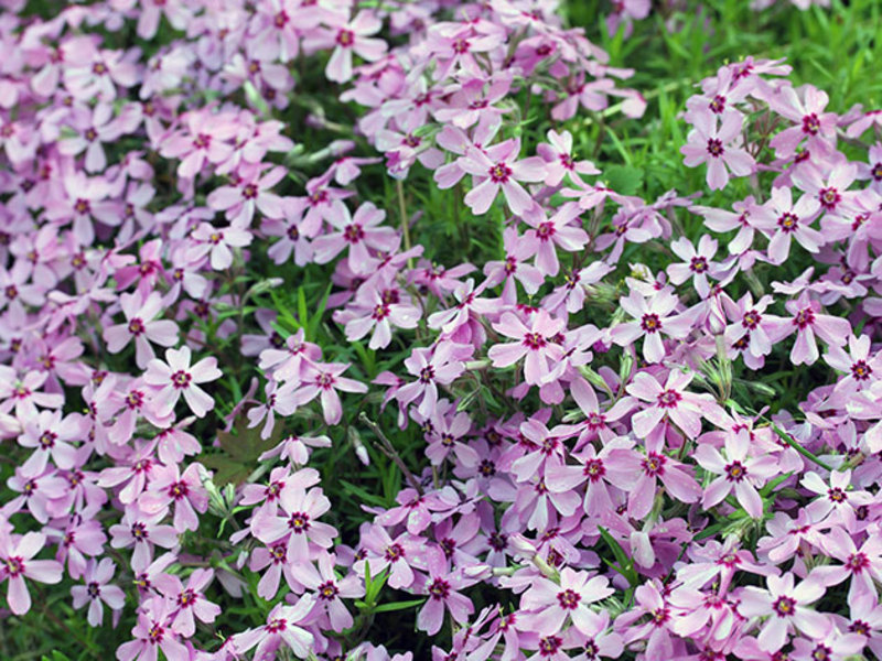 Permaidani wangi Alyssum