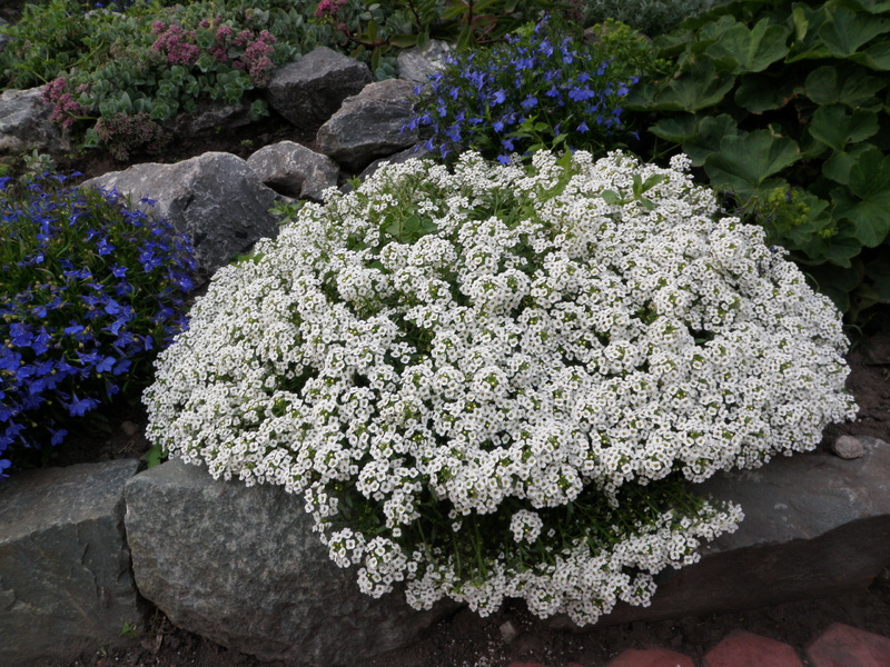 Anak benih Alyssum ditanam dalam kotak