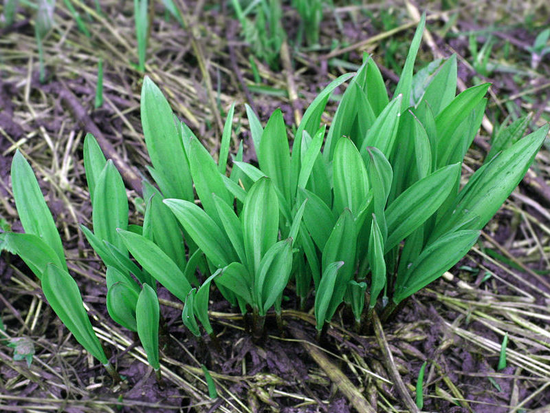 Ramson kaya dengan vitamin