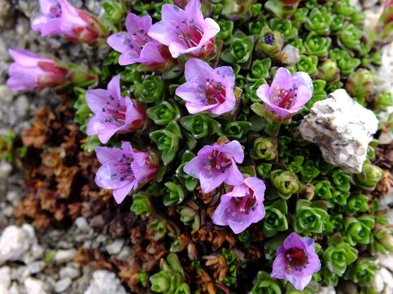 Saxifrage Asia adalah jenis tanaman lain.