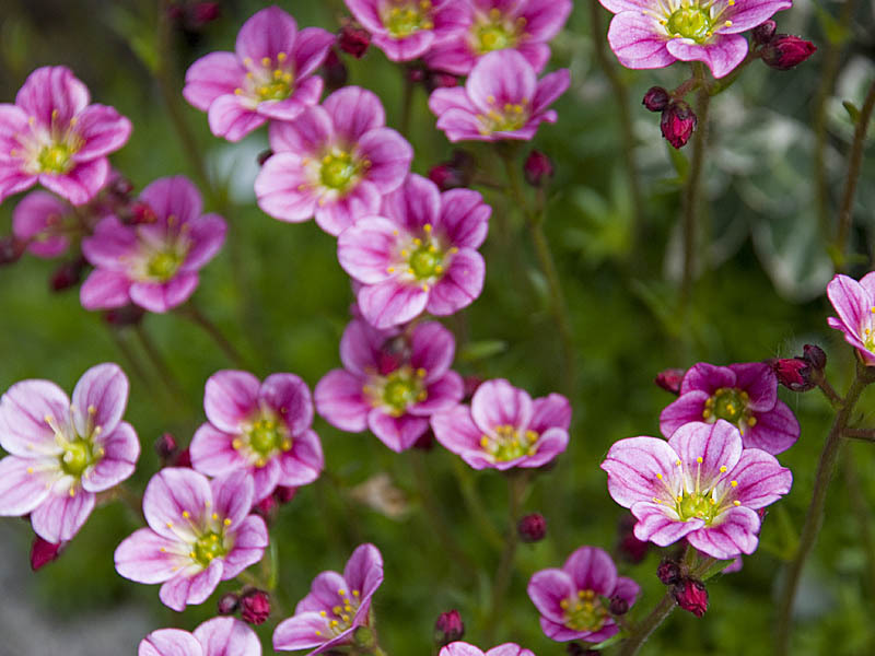 Shadow saxifrage dapat tumbuh walaupun di kawasan teduh taman yang paling sukar.