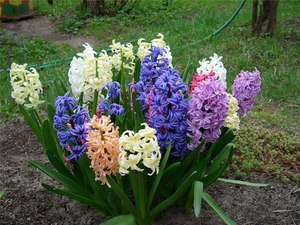 Faktor yang Perlu Dipertimbangkan Semasa Menanam Hyacinths Di Luar