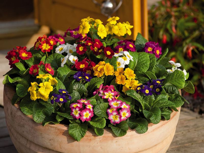 Hiasan hiasan plot pinggir bandar dan taman dengan primroses abadi