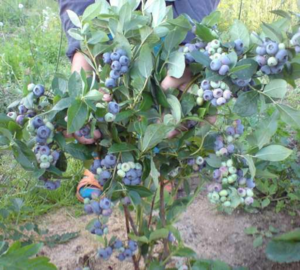 Menanam pelbagai jenis blueberry kebun untuk wilayah Moscow