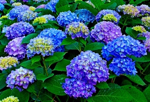 Hydrangea di laman web