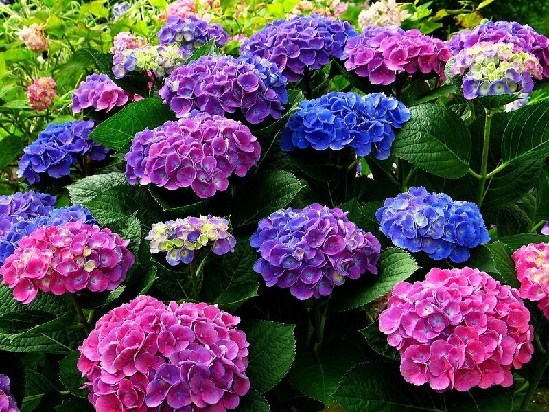 Hydrangea sedang mekar