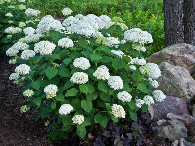 Hydrangea - musim panas abadi