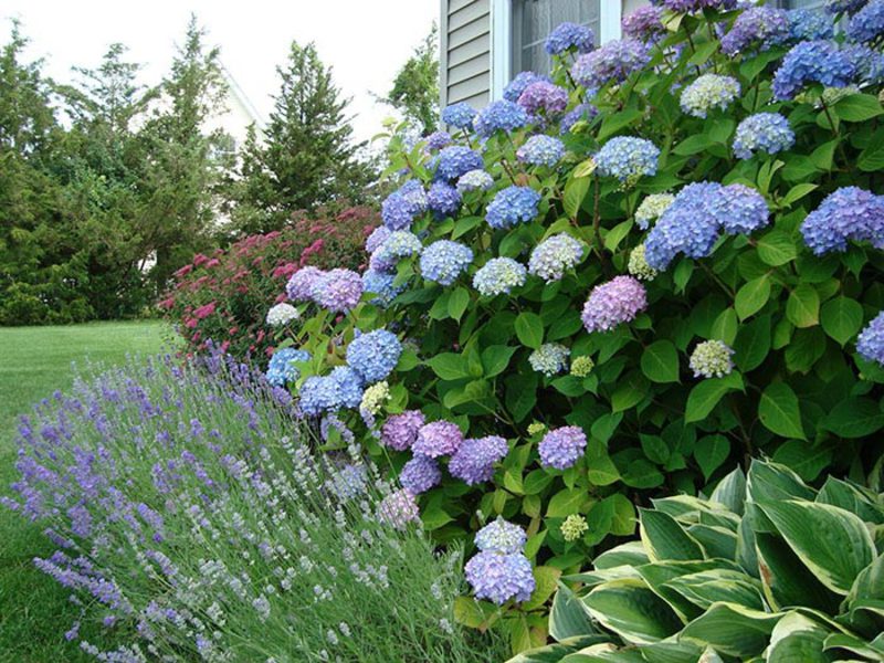 Belukar hydrangea yang indah