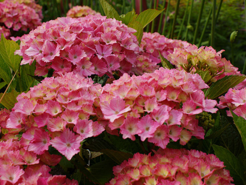 Hydrangea di kebun