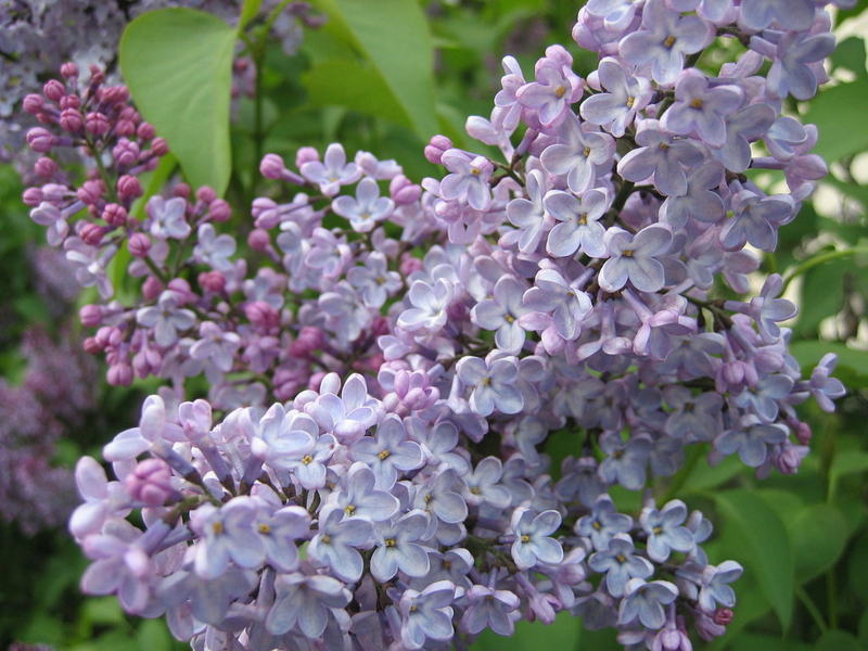 Lilac biasa