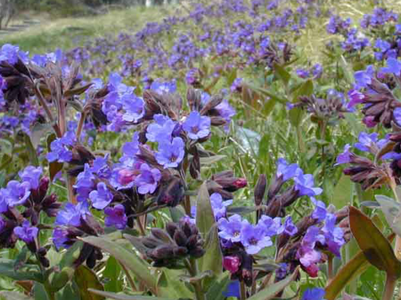 Sifat tumbuhan lungwort