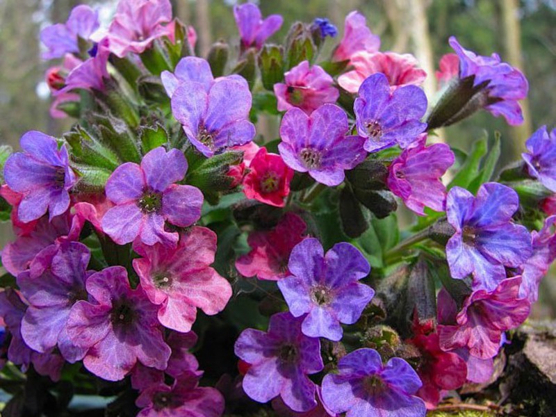 Tempoh berbunga lungwort