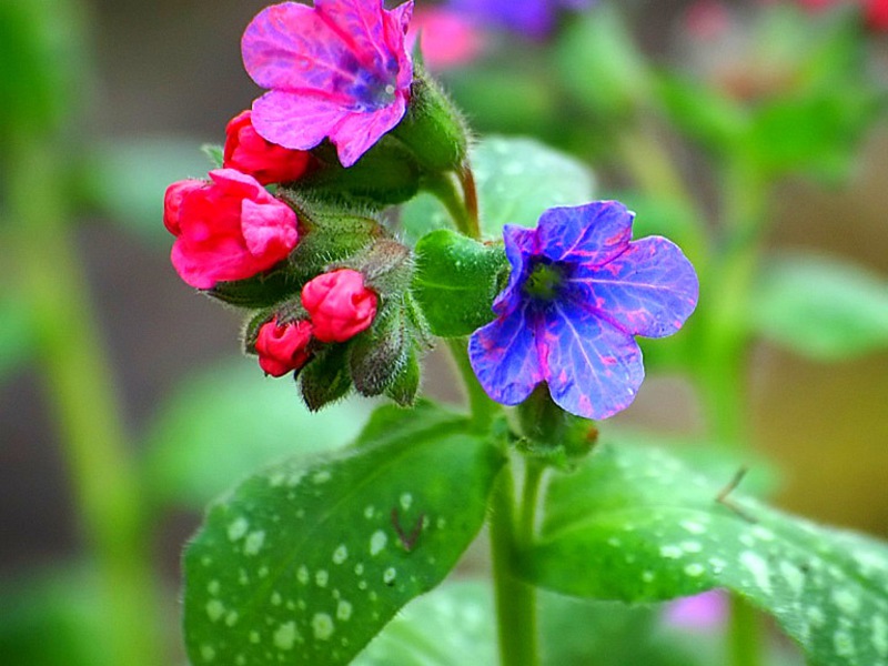 Lungwort berbunga