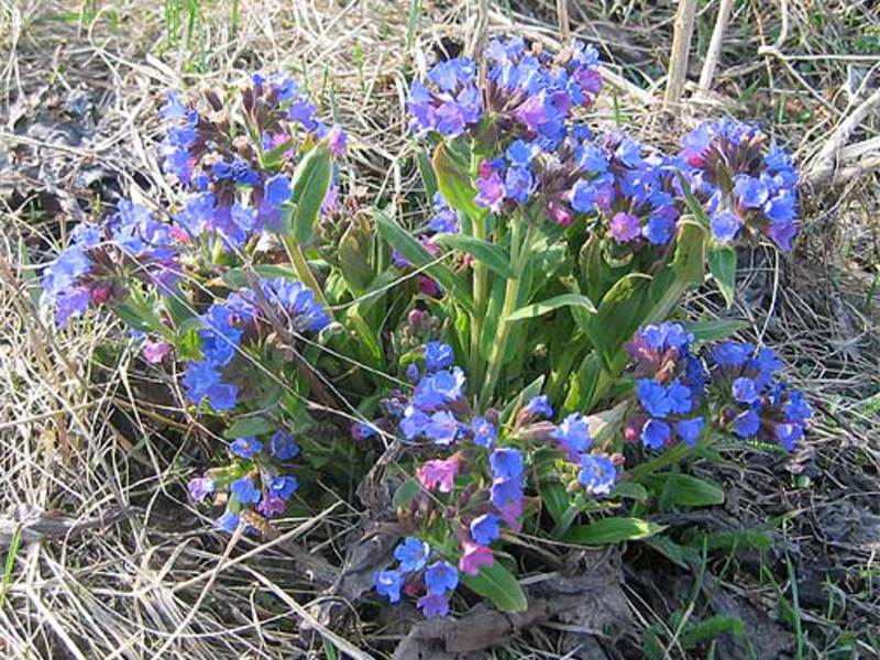 Keadaan apa yang disukai oleh lungwort