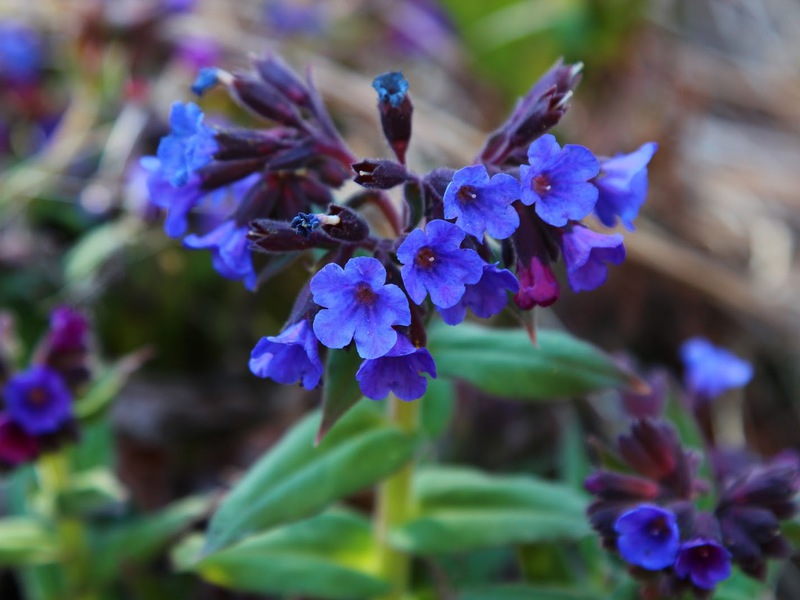 Penjagaan lungwort