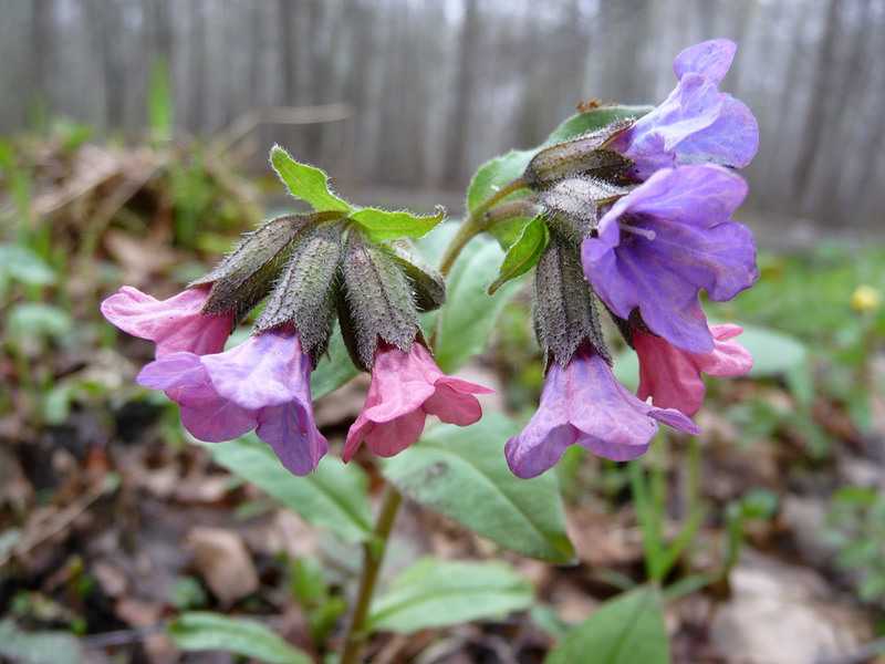 Varieti Lungwort