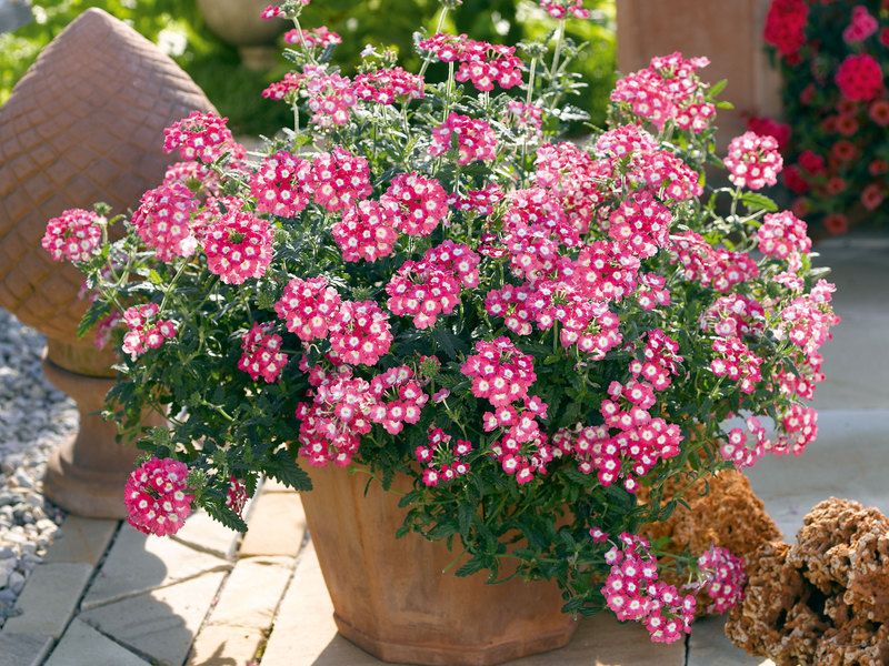  Bunga taman Diascia