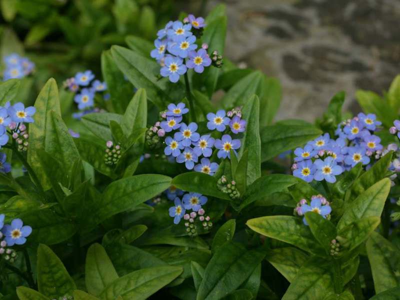 Biru lupa-saya-tidak