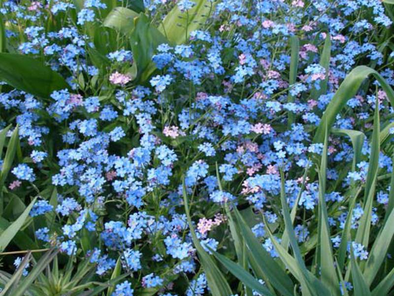 Bunga pelupa biru