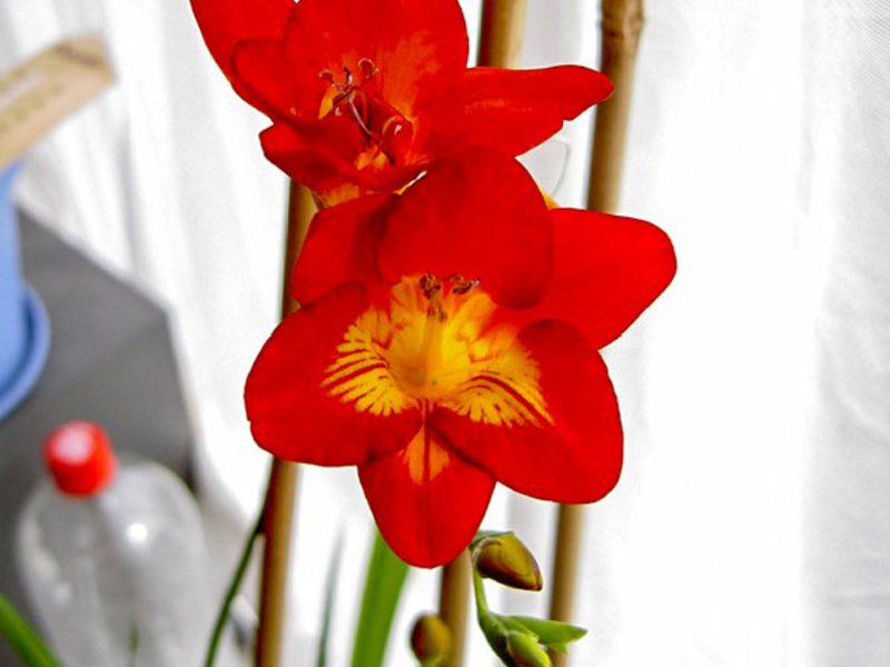 Penjagaan Freesia