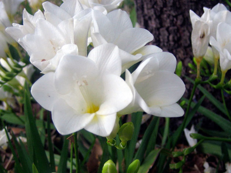 Penjagaan Freesia