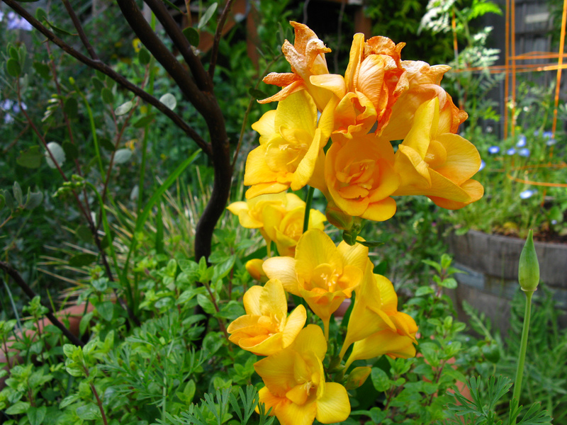 Perosak Freesia