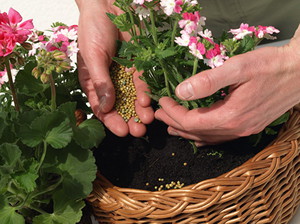 Penerangan kaedah untuk memberi makan geranium dan membaja untuk ini