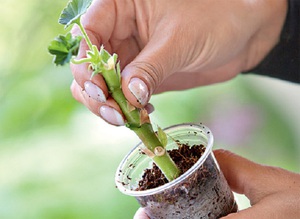 Penerangan mengenai kaedah penyebaran geranium di rumah dengan keratan