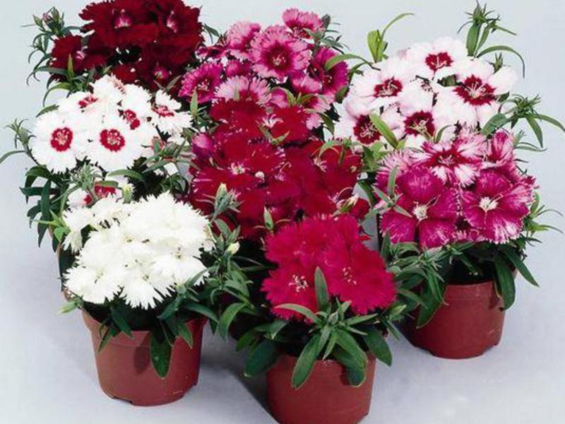 Carnation dan jenisnya