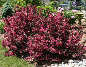 Loji Weigela