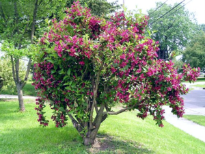 Varieti varieti weigela