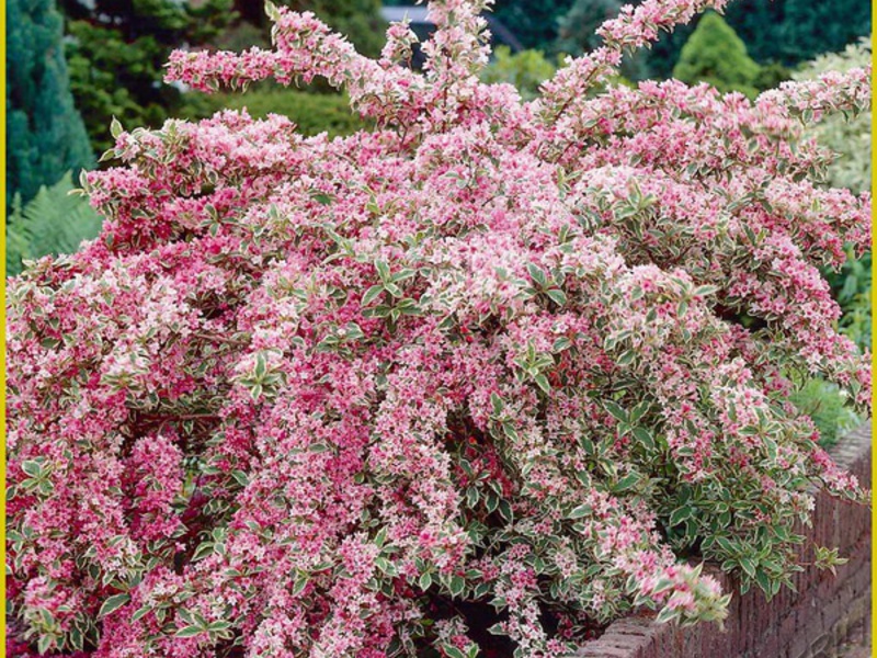 Weigela di laman web ini