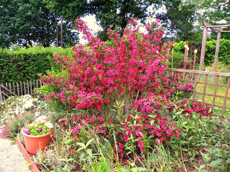 Weigela berbunga